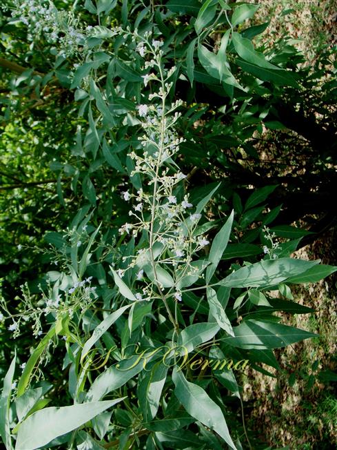  Flowering Shoot with inflorescence